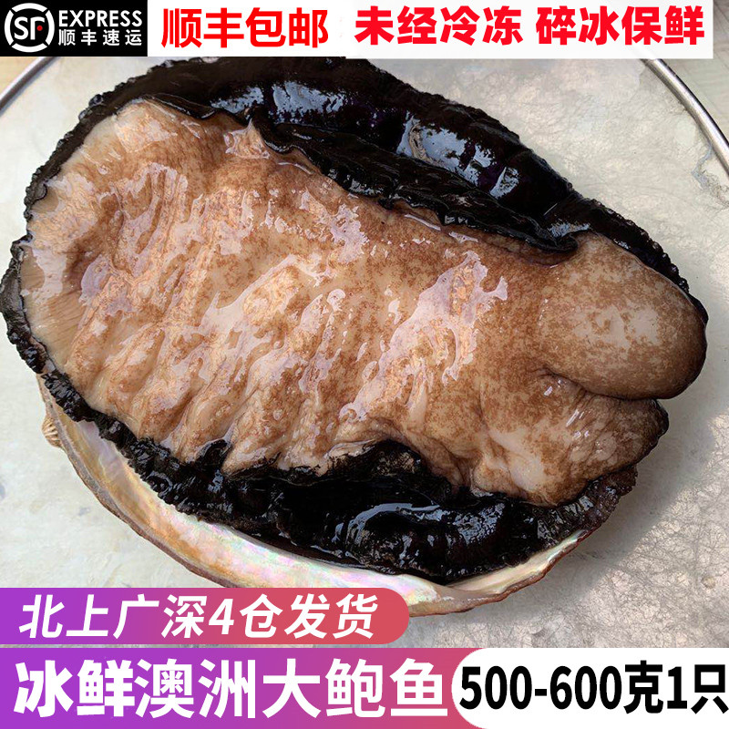 【冷冻】澳鲍鱼海鲜水产进口澳洲大鲍鱼1只500-600克天然捕捞