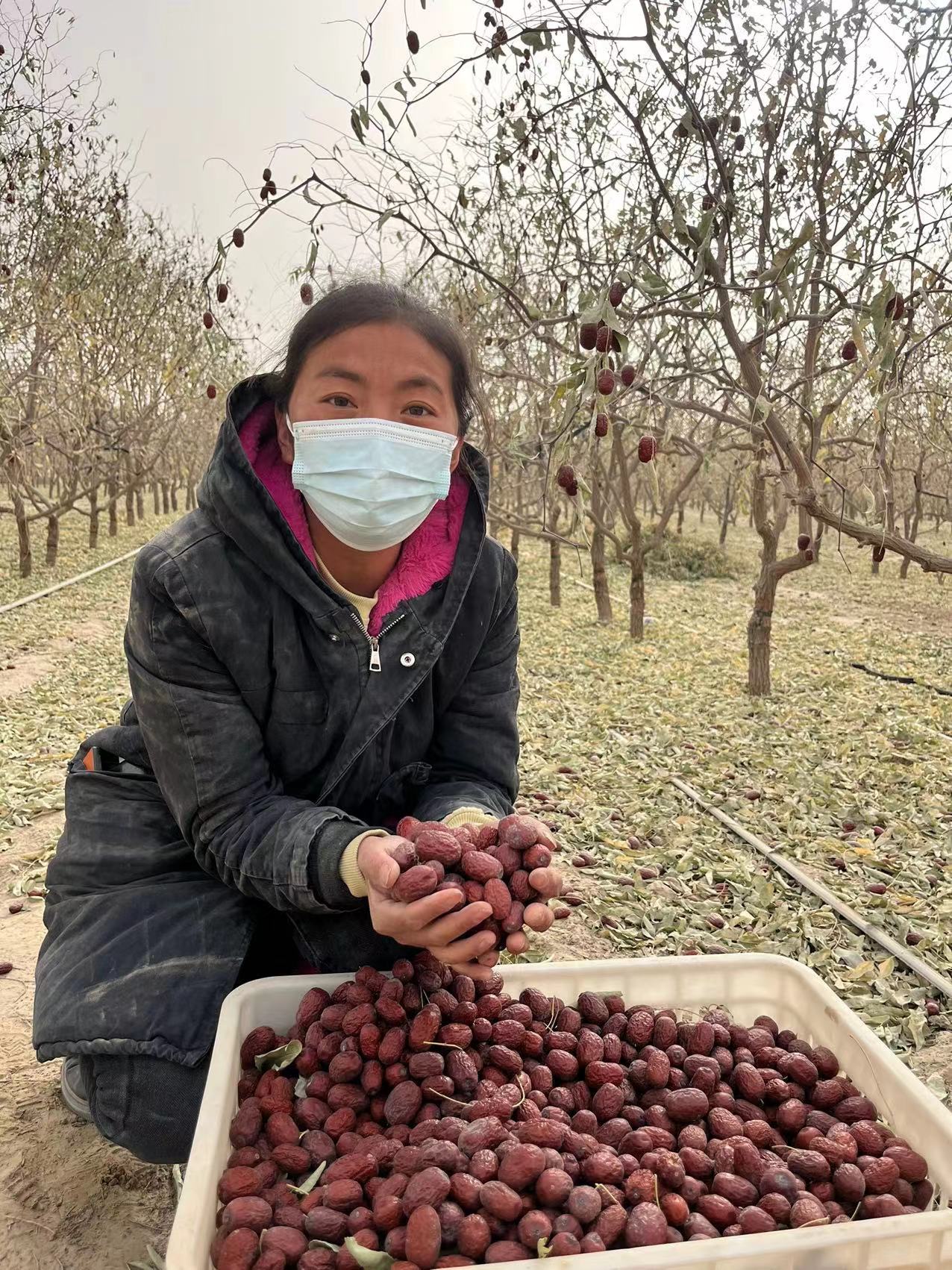 2025年新枣 四妹地里的灰枣 正宗新疆和田灰枣  灰枣