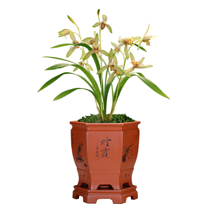 【彩凤】建兰花艺双全四季兰花苗复色花浓香兰花盆栽