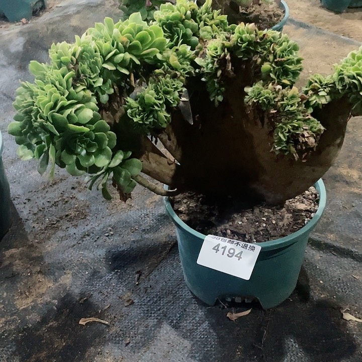 4194，多肉法师绿羊绒缀