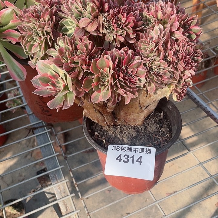 4314，满25发货女神缀有断枝