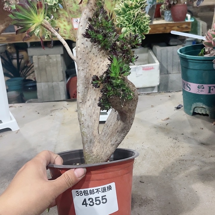 4355，多肉法师黑法师缀