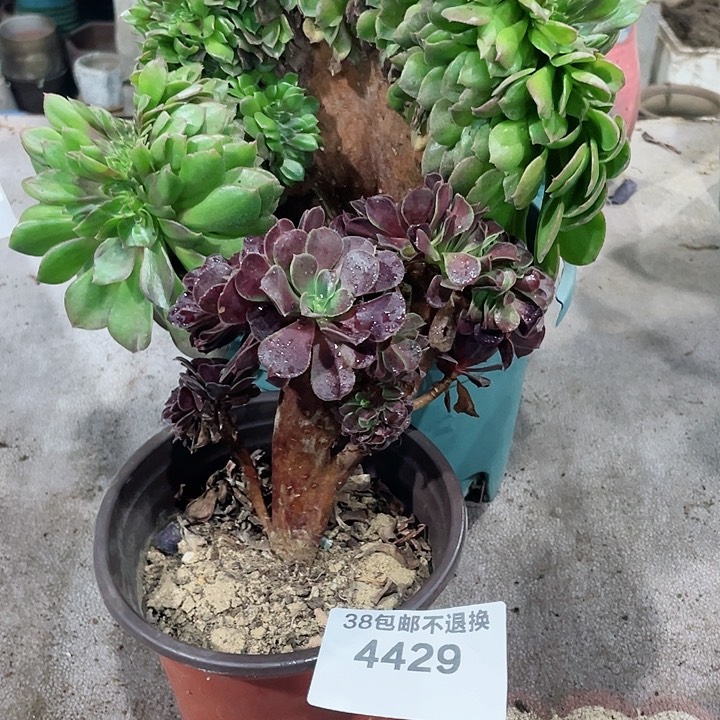 4429，多肉法师万缀微瑕+欧紫缀