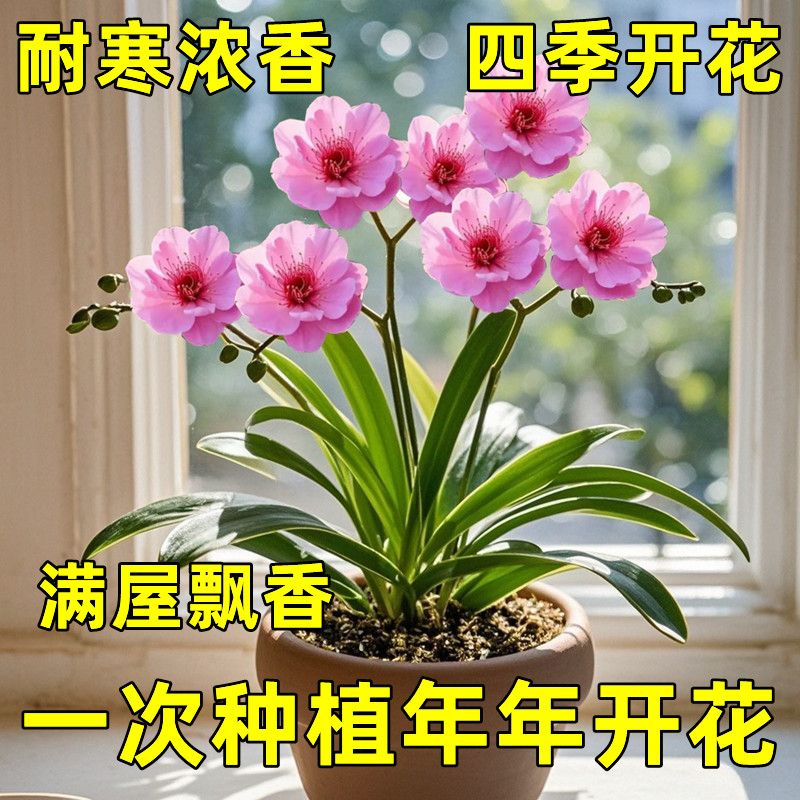 浓香型兰花球根盆栽室内外四季开花好养耐寒植物庭院阳台花卉大全
