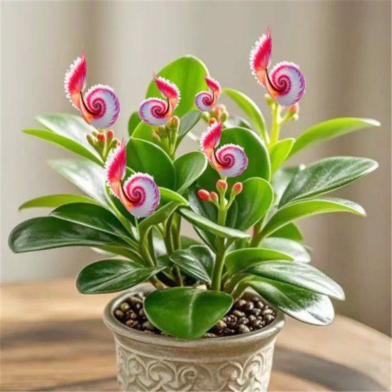 浓香驱蚊植大花窝窝花阳台盆栽室内花卉绿植庭院植物四季开花易活