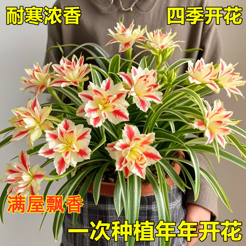【四季开花】浓香型重瓣大花金边吊兰绿植花卉盆栽室内外种植耐寒热