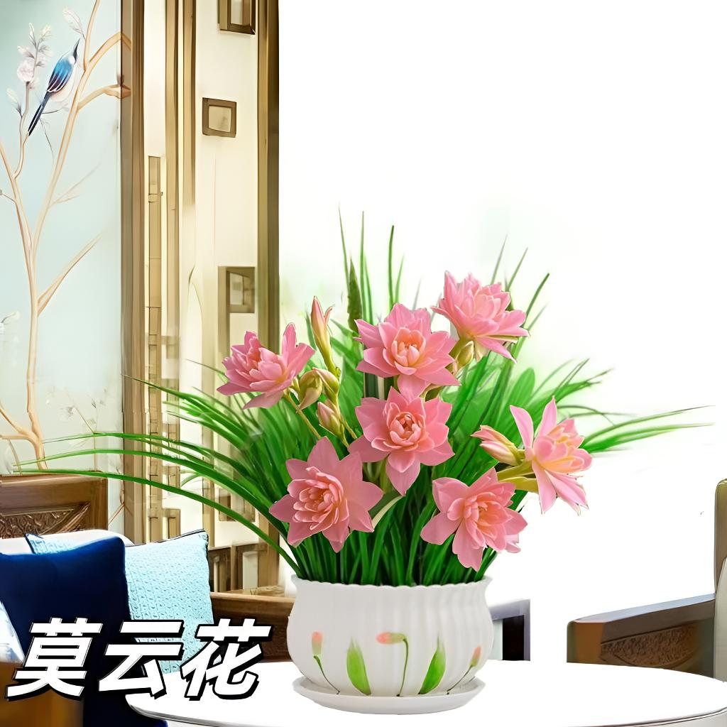 新品莫云花球根驱蚊四季开花重瓣大花浓香型花卉盆栽兰花耐寒植物