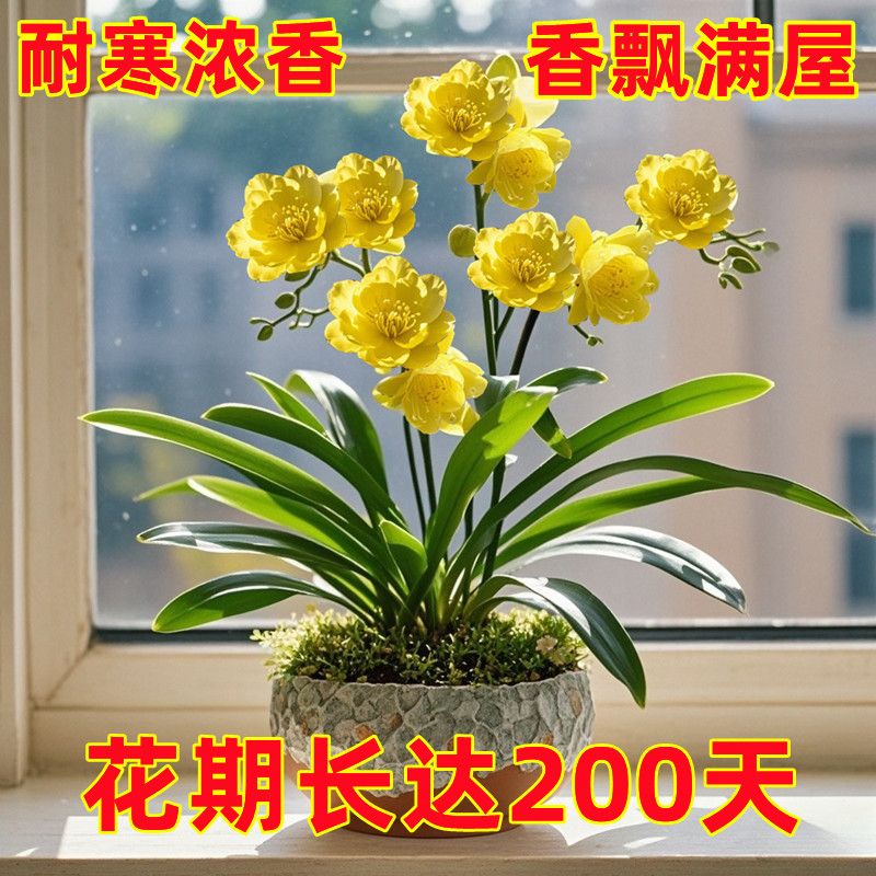 浓香驱蚊兰花球根盆栽室内外四季开花耐寒植物庭院阳台花卉大全