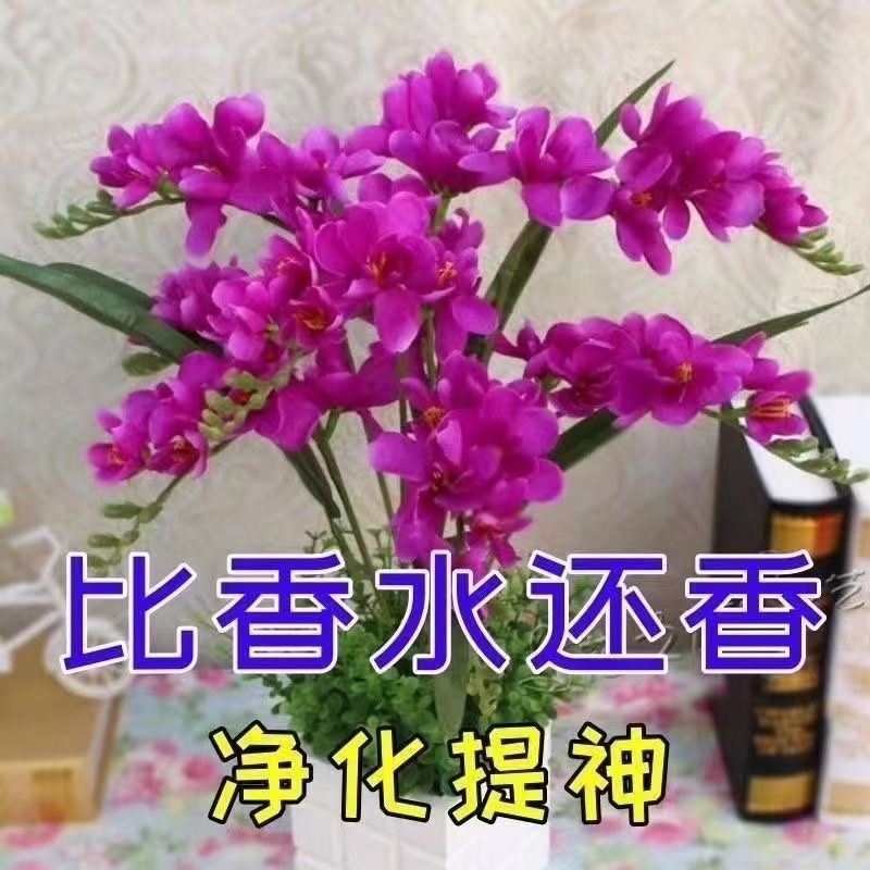 耐寒重瓣晚香玉盆栽花卉浓香型庭院室内外耐寒耐旱植物当年开花