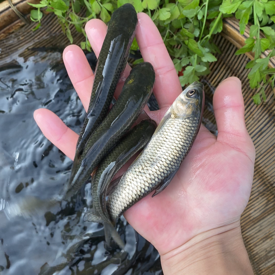 四川 草鱼 鱼苗 鱼塘水库 养殖