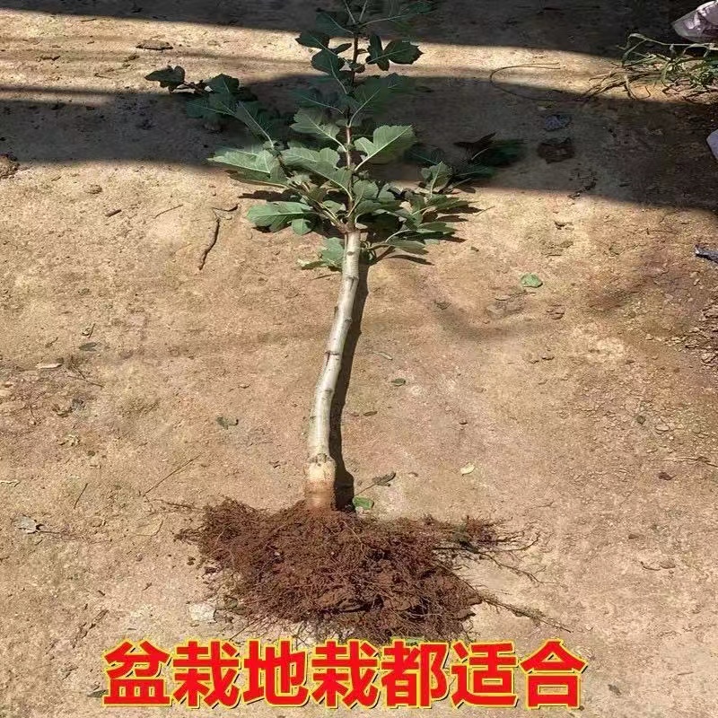 精选山楂树苗超大耐寒嫁接无籽山楂大果南北方庭院别墅地栽盆栽