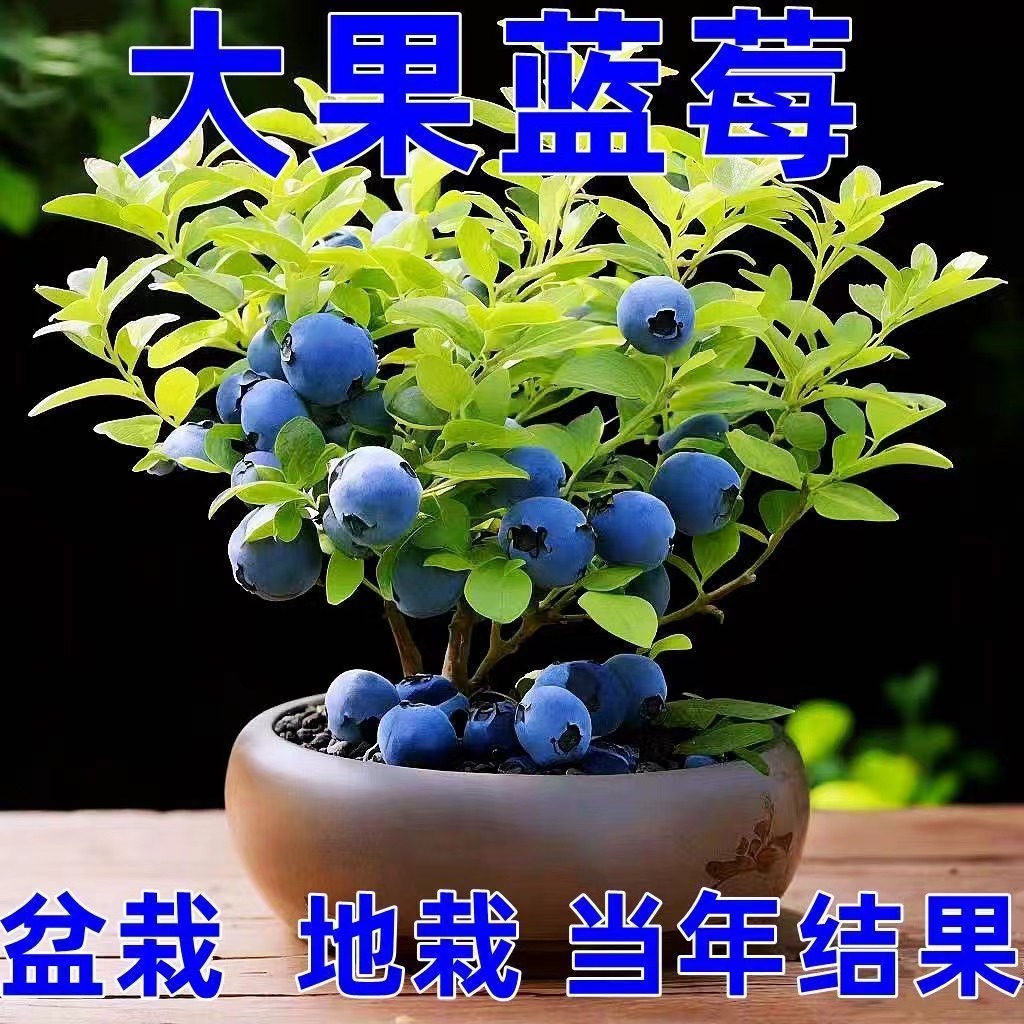 四季蓝莓苗南方北方盆栽地载蓝莓新鲜树苗耐寒耐热阳台当年结果