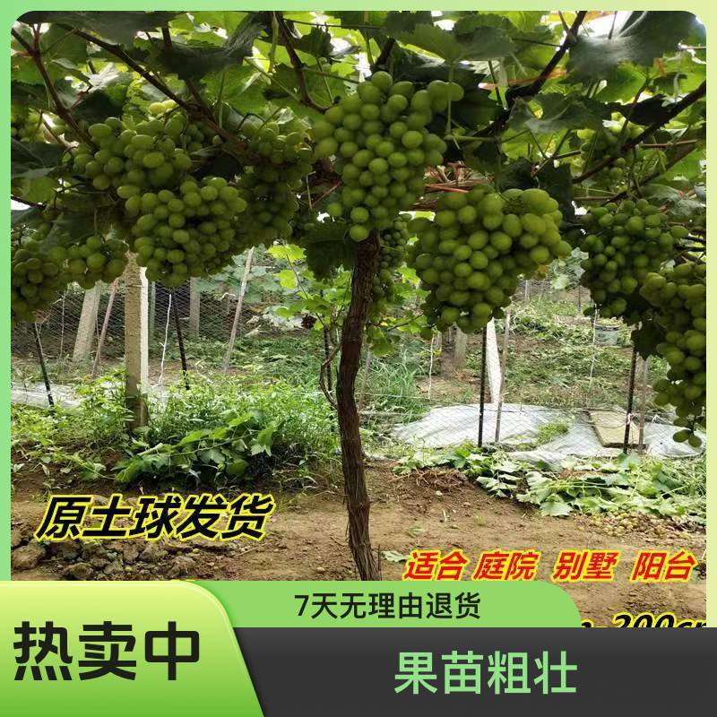 苗当家红宝石圆叶葡萄树大树盆栽葡萄爬藤庭院原土原盆打木架发货