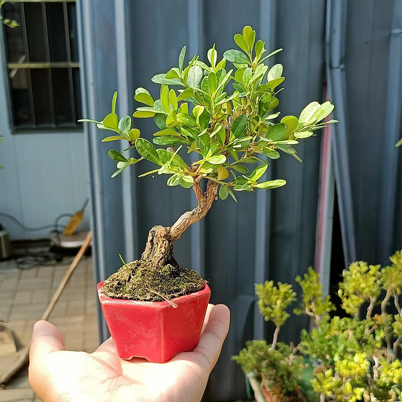 黄杨盆景造型多样.品种齐全