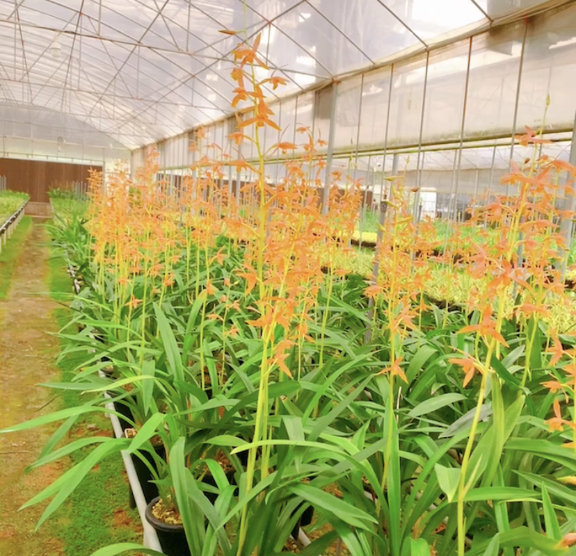 墨兰瑶琳胭脂，朱金色彩花，花剑高出架，开花浓香美观