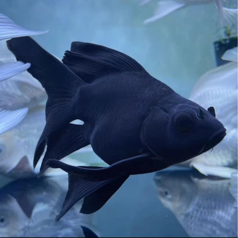 【20-23公分】黑色狮头球体蝴蝶鲤墨蝶观赏鱼大鳍大尾顺丰包邮包活