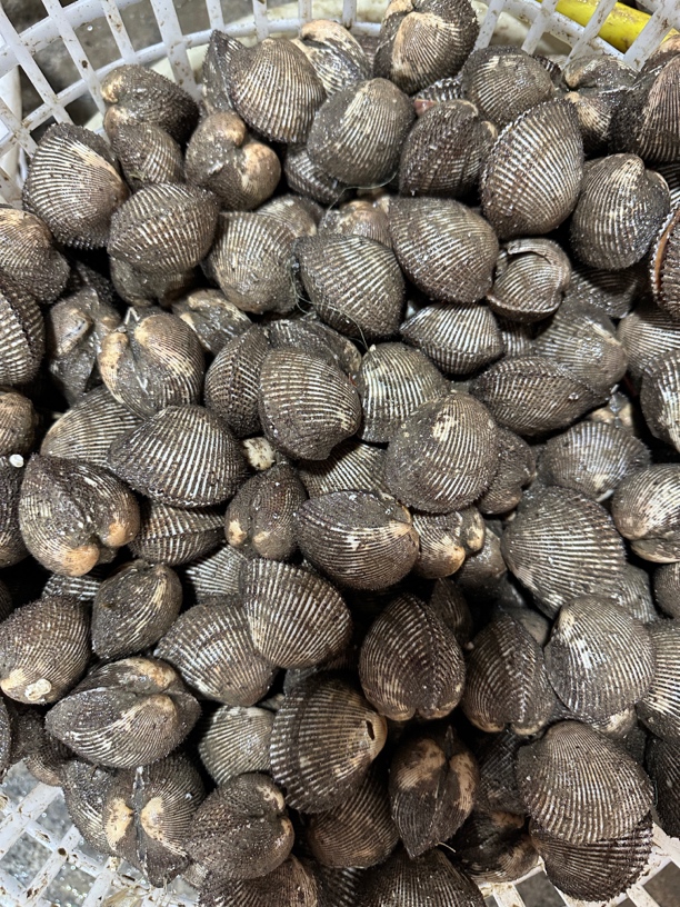 小刺贝冷藏发货可做刺身【途中或有碎壳介意勿拍】