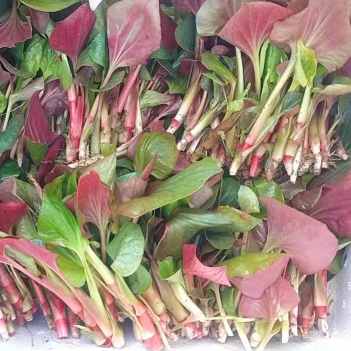 鱼腥草新鲜嫩叶四川贵州折耳根叶子凉拌猪鼻拱现摘现发嫩叶鲜嫩