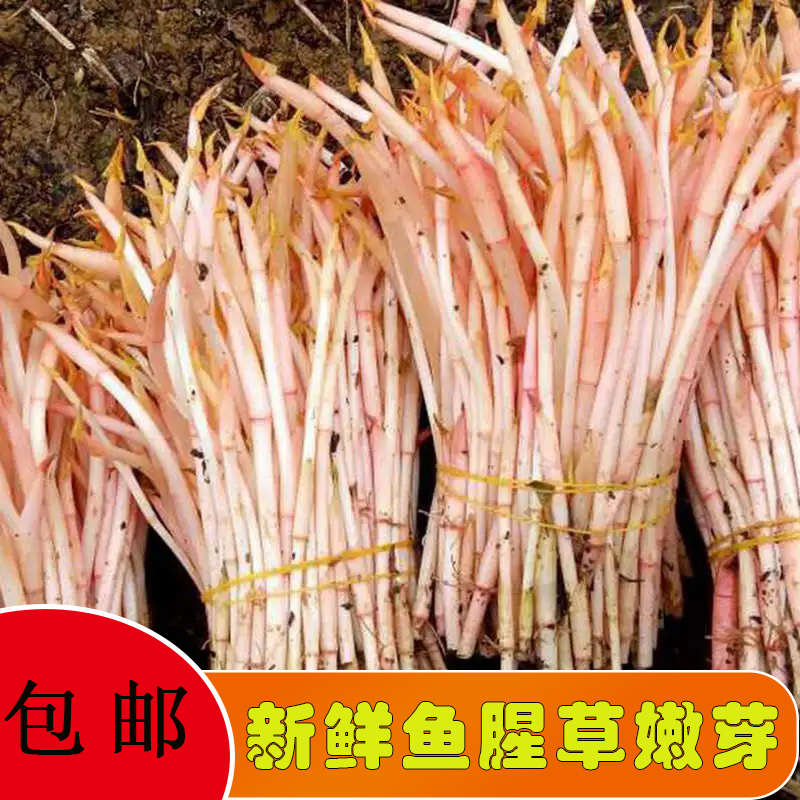 【现摘现发】四川折耳根特产现采折耳根嫩芽1-5斤现割现发包邮