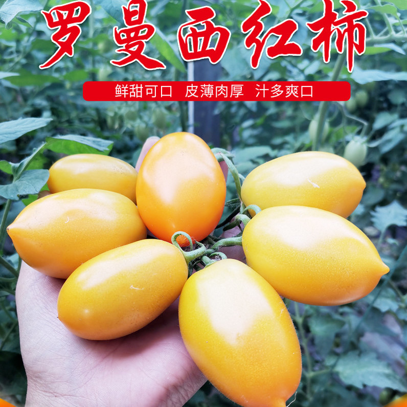 奶香黄罗曼西红柿山东特产串黄番茄现摘新鲜橙色洋柿子2-5斤精选