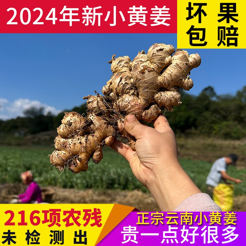 正宗新鲜姜味高山小黄姜现挖新姜月子姜土姜精品姜种自产自销包邮