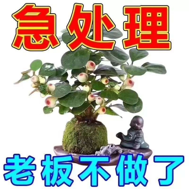 小盼菩提树盆栽带果发货室内绿植花卉客厅办公室桌面摆件植物