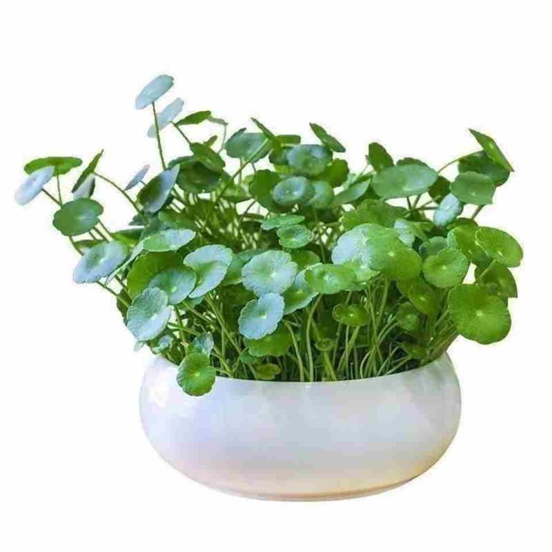铜钱水草培植物室内盆栽花卉植套餐盆景金钱草绿吊兰绿净1化萝空