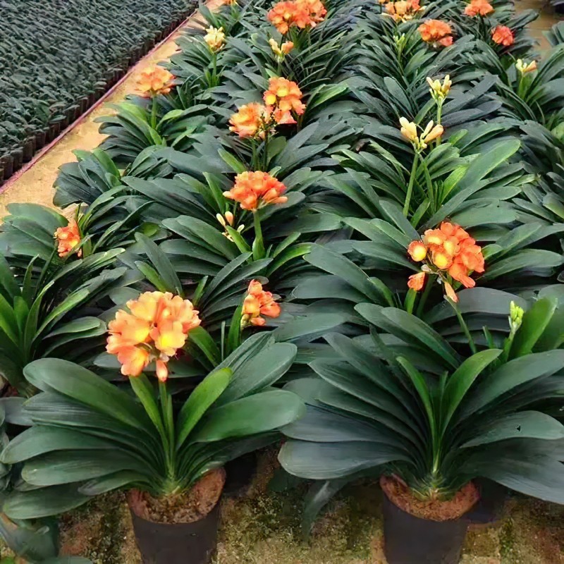 四季君子兰盆栽带花苞小苗花卉植物室内易活绿植水培好养多肉大全