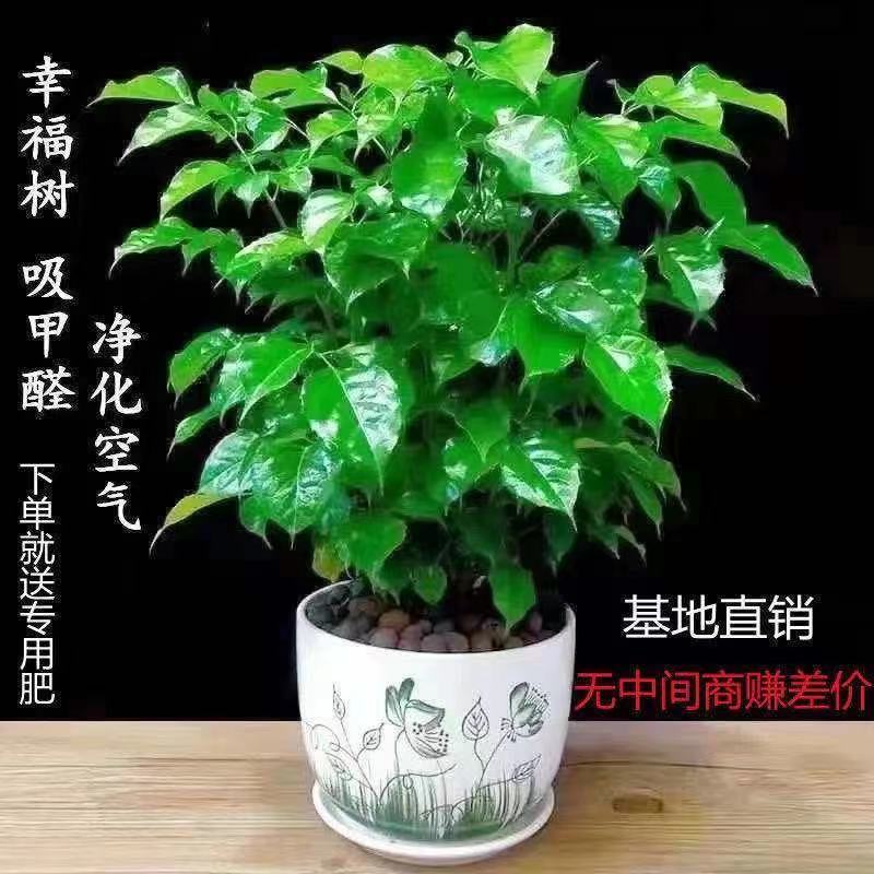 幸福树平安树盆栽四季常青卧室客厅办公室净化空气吸甲醛绿植小盆