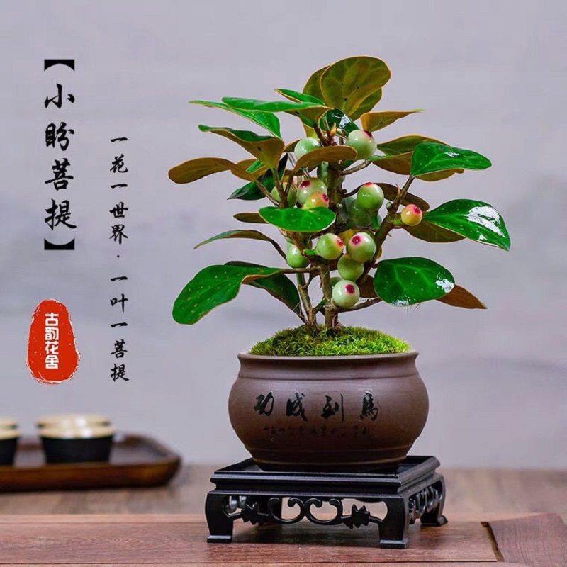 【买一发二】菩提树盆栽盆景花卉发财树室内书房办公室招财绿植智