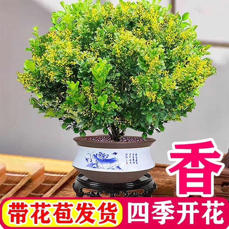 带花苞香水米兰花盆栽花卉植物四季开花浓香好养老桩盆景驱蚊绿植