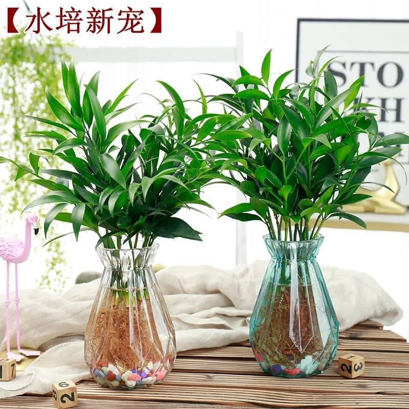 水培新宠驱蚊竹富贵竹水养水培植物室内客厅绿植花卉盆栽四季常青
