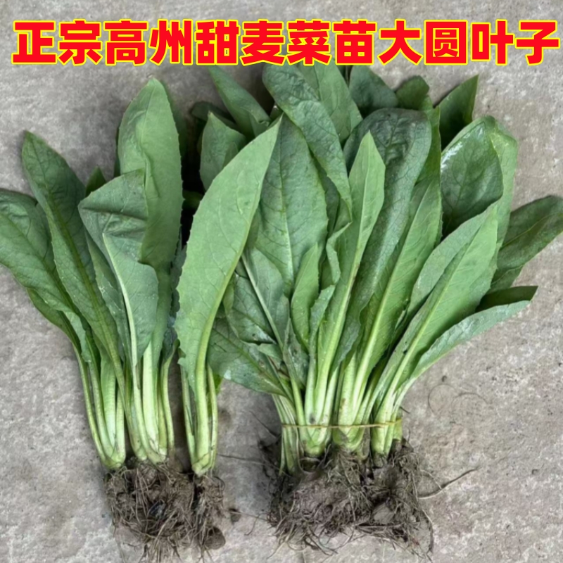 正宗高州甜麦菜秧苗产品高易种大圆叶四季青菜籽种苦麻菜甜麦菜种