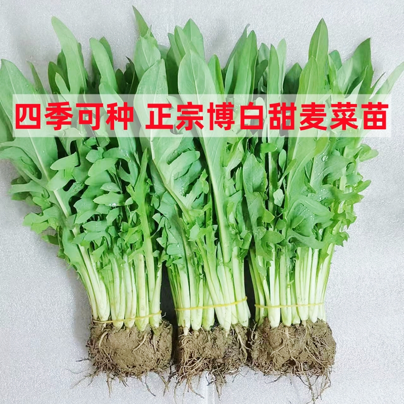 正宗博白甜麦菜秧苗白梗花芽甜唛菜不招虫甜脆爽口无纤维简单易种
