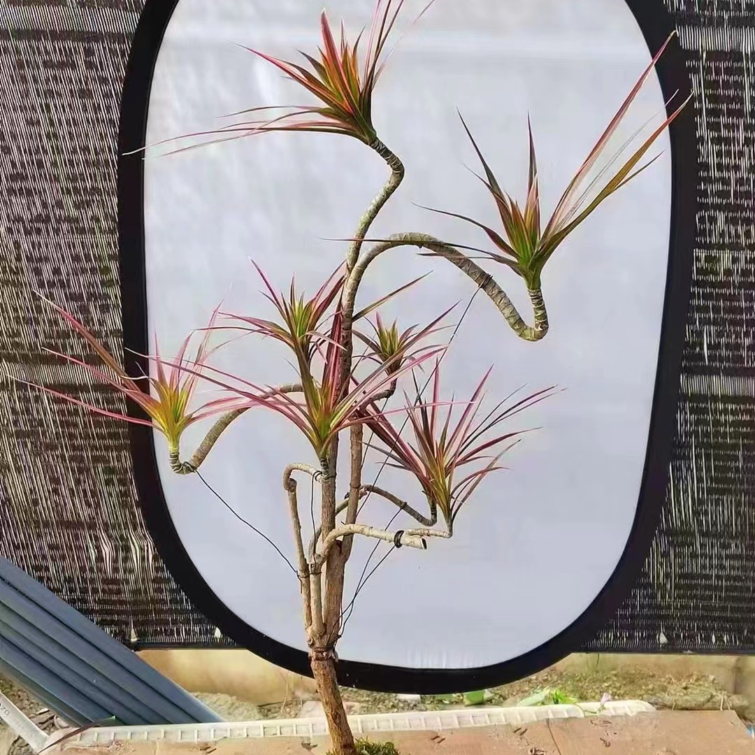 自产自销的造型七彩铁