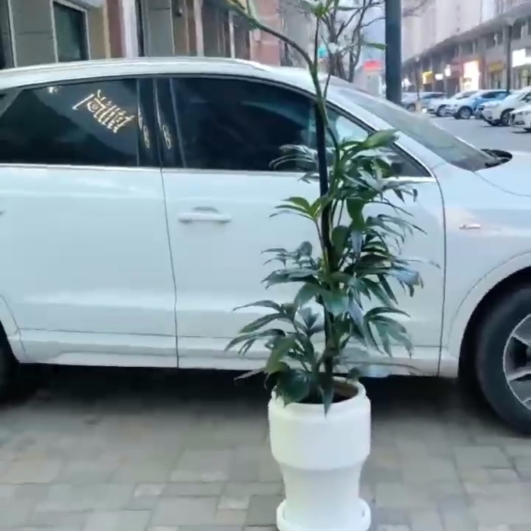 大号老桩麒麟尾网红造型植物