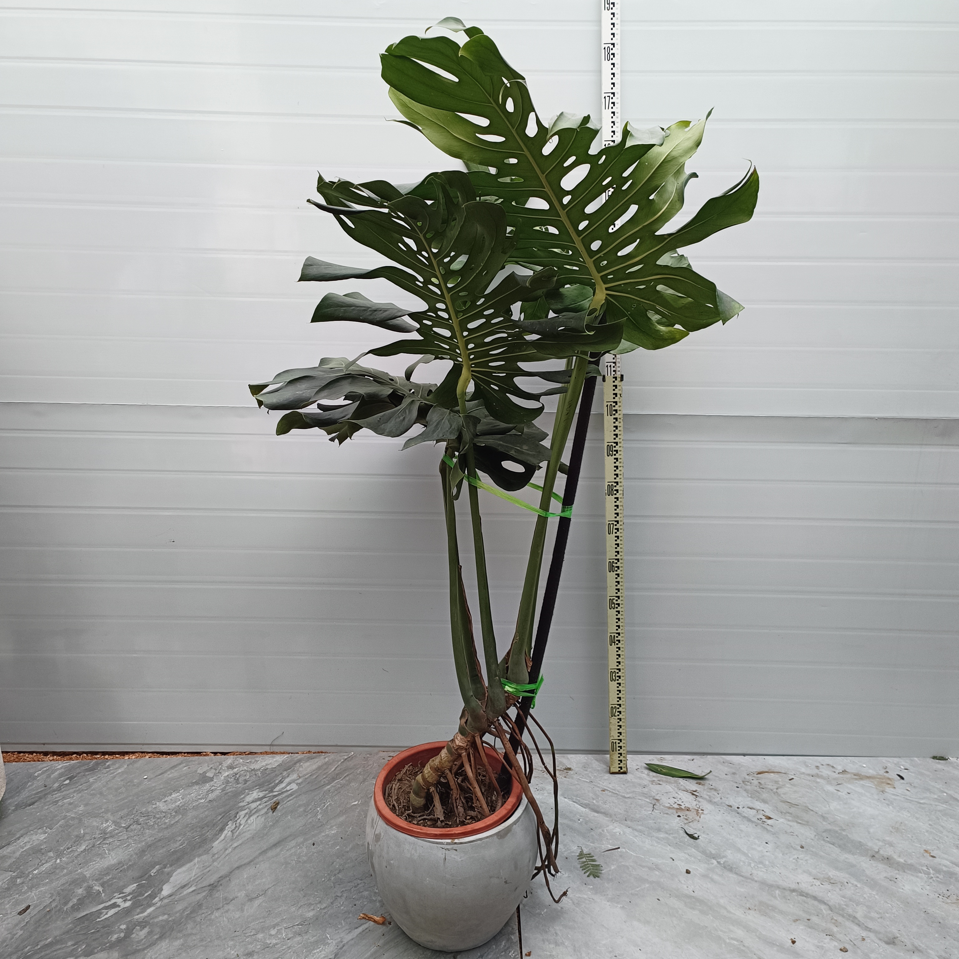 大号老桩龟背竹滴水观音网红造型装修水培植物植物黄金榕绿巨人