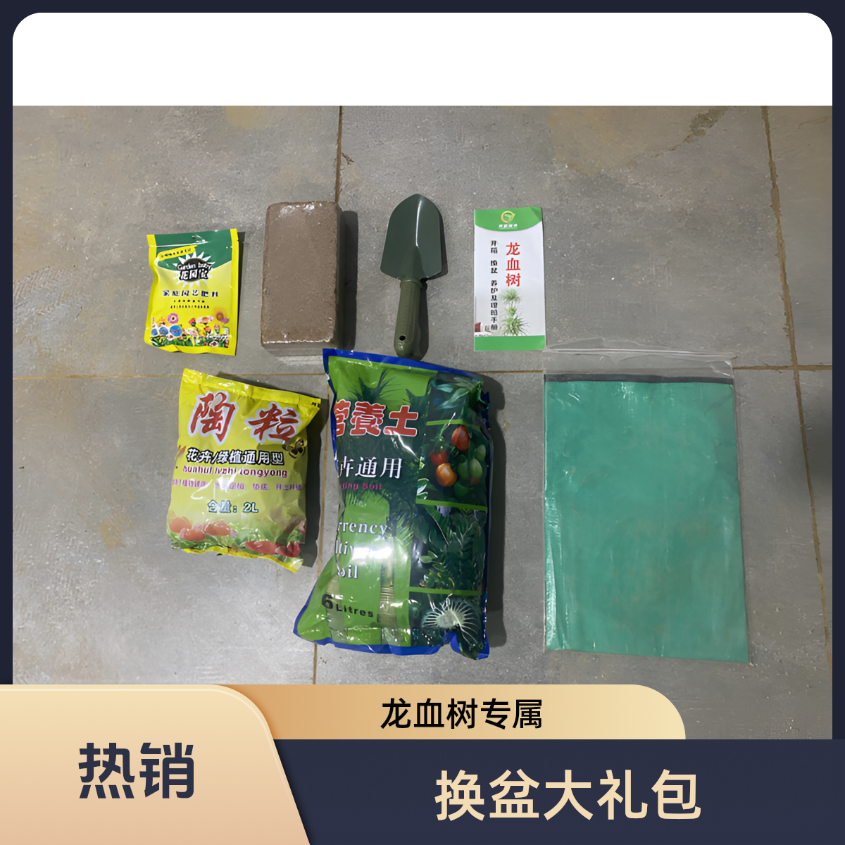 龙血树养护换盆大礼包