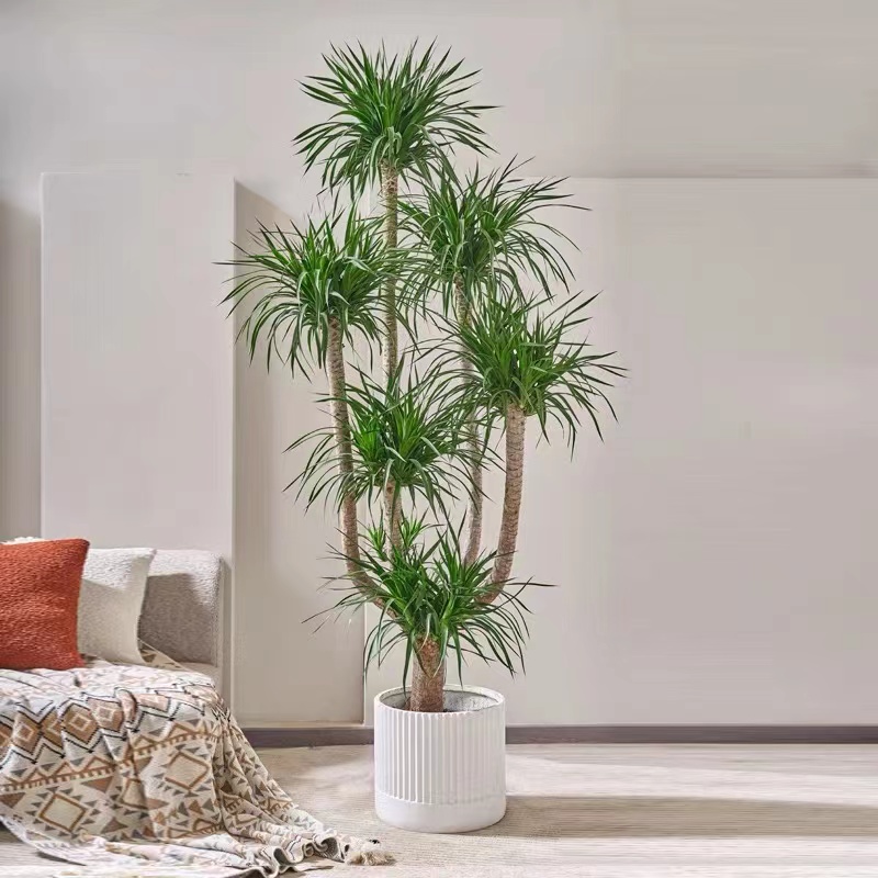 xinman/馨蔓【镇店之宝】六头龙血树办公室卧室客厅净化基地直发