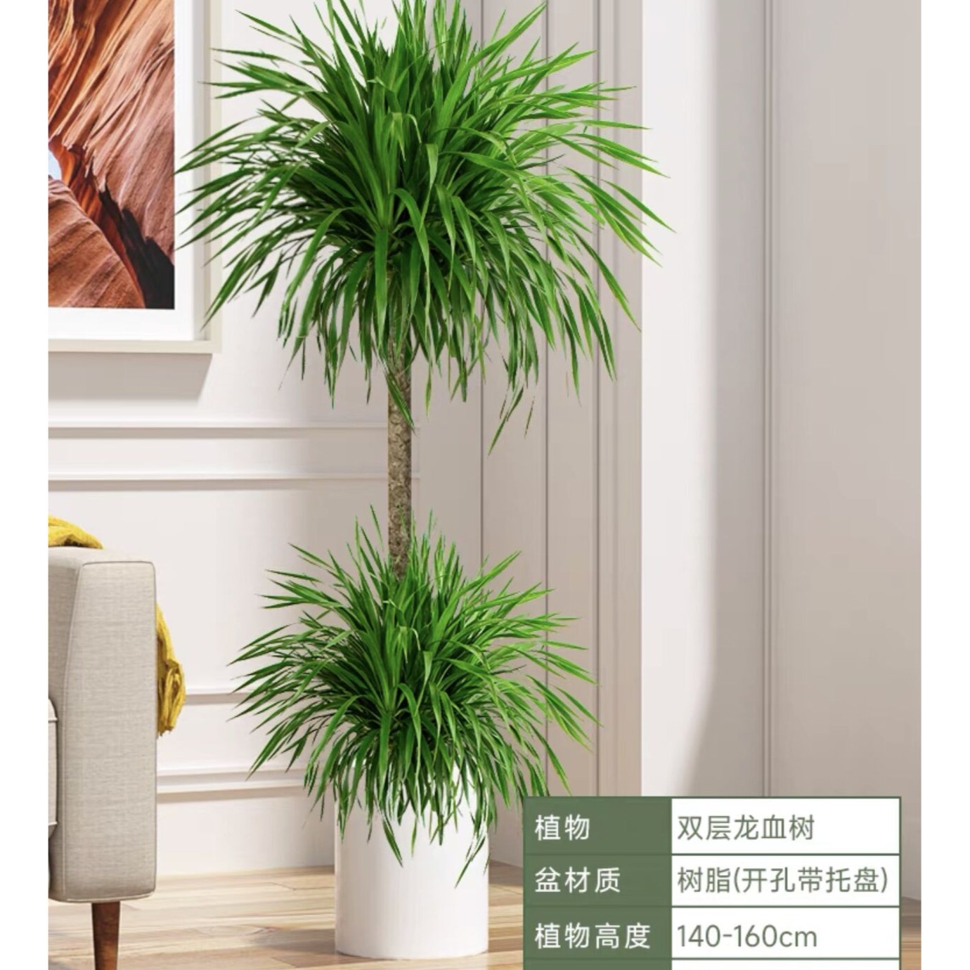 xinman/馨蔓【两层龙血树】办公室卧室客厅净化绿植造型基地发货