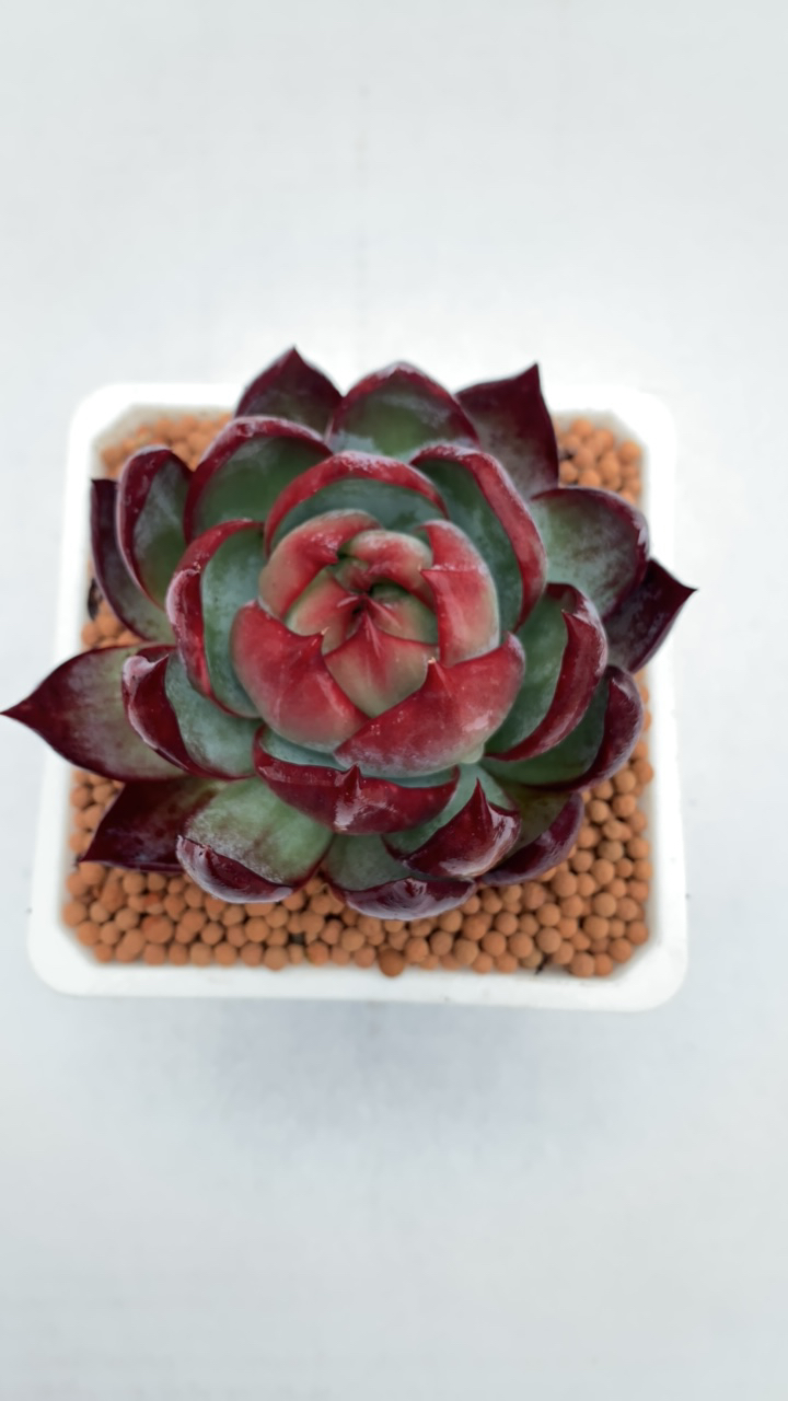 惊鸿仙子寄养链接多肉植物