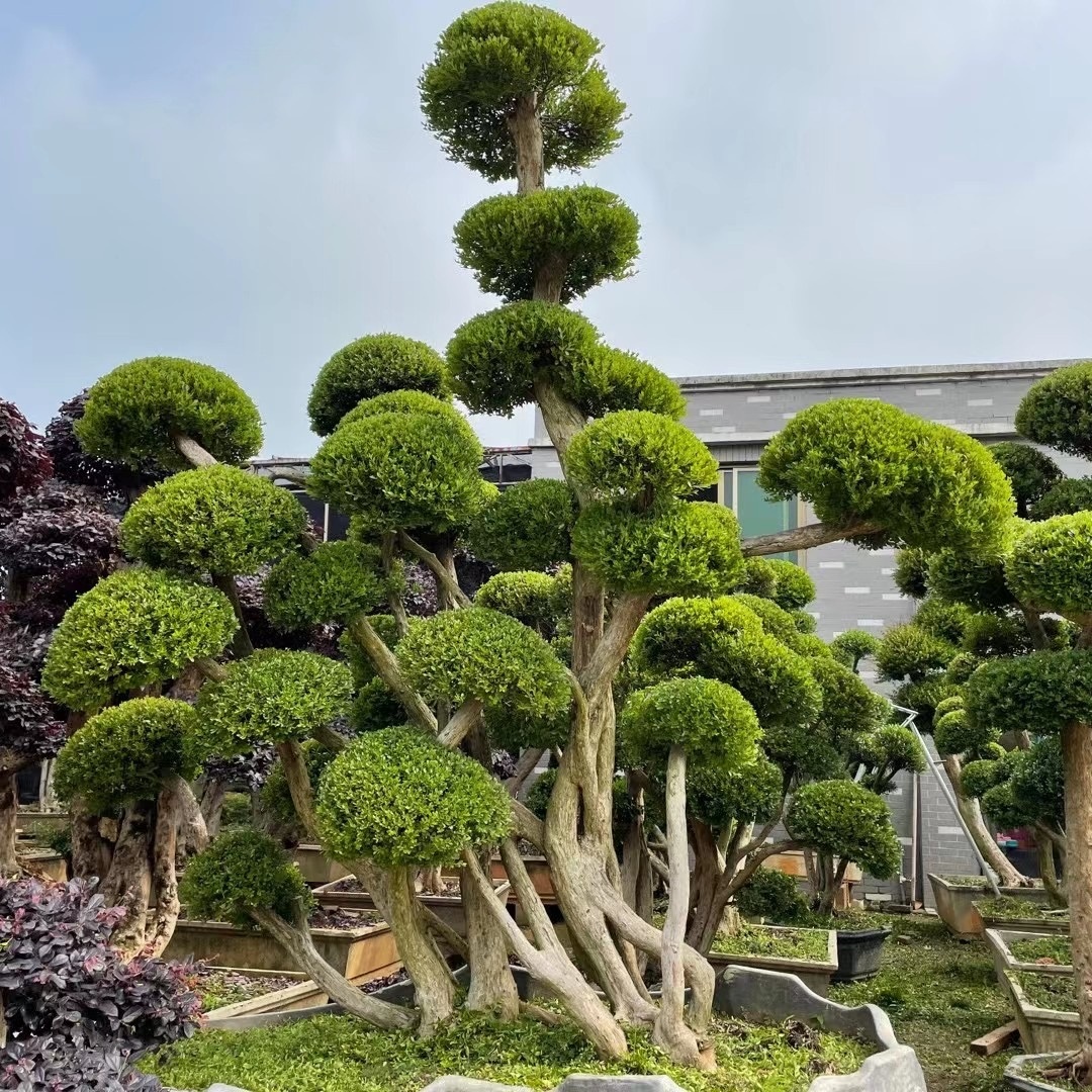 赤楠罗汉松红花檵木等别墅庭院高档景观树盆景基地直销盆栽种植