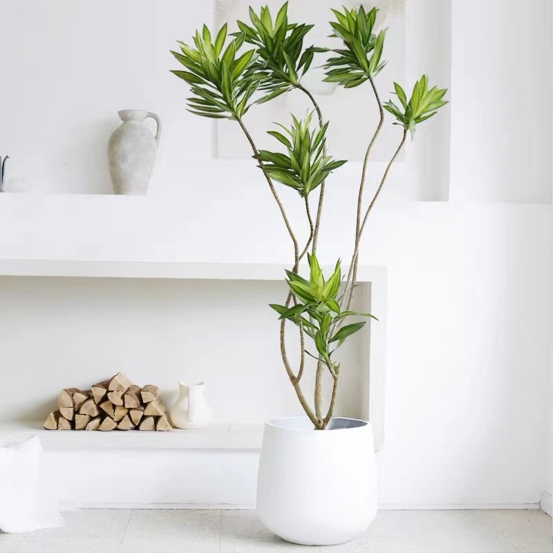 造型老桩百合竹 金心细叶金边百合竹 室内绿植 直播间一物一拍