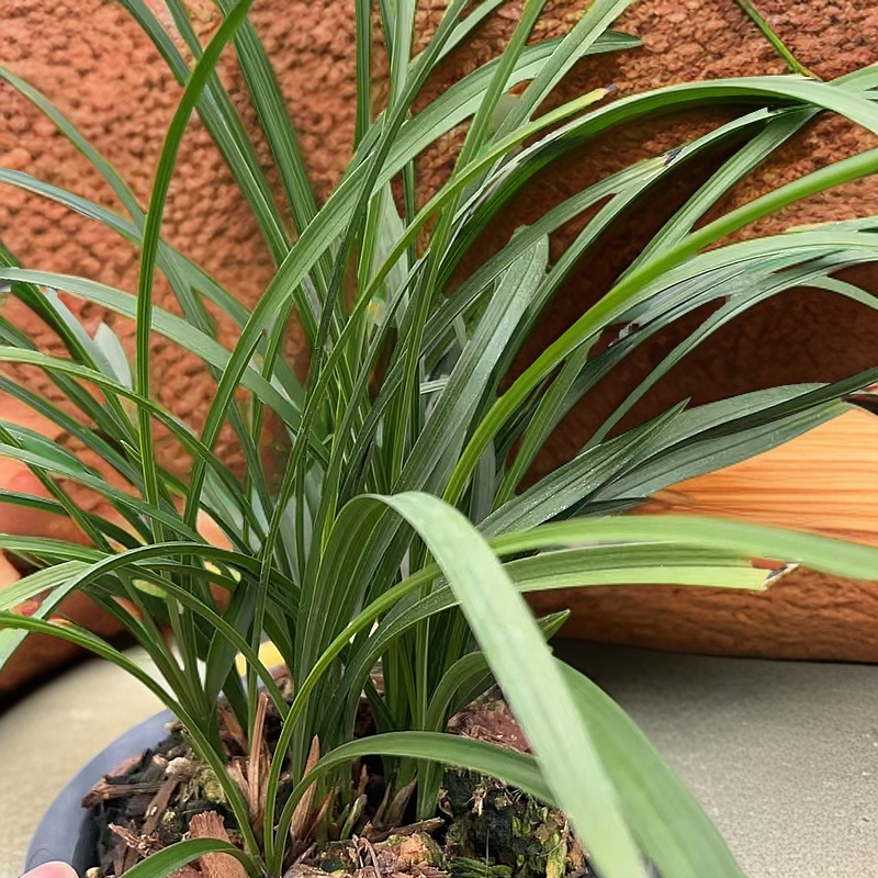 兰花 国色天香 盆栽