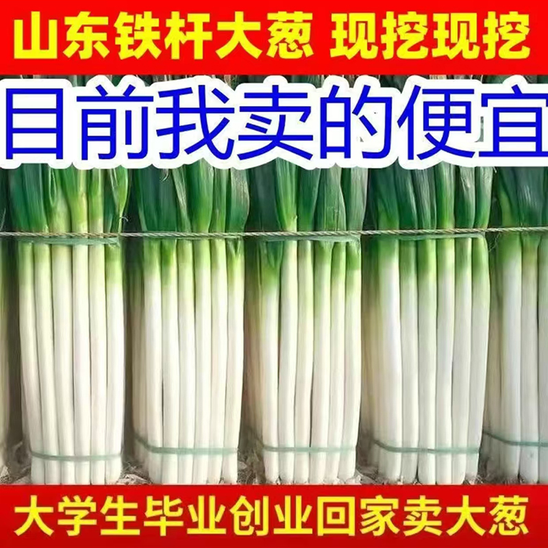 【整箱】新鲜大葱山东大葱大葱甜辣葱现摘清仓农家包邮大葱
