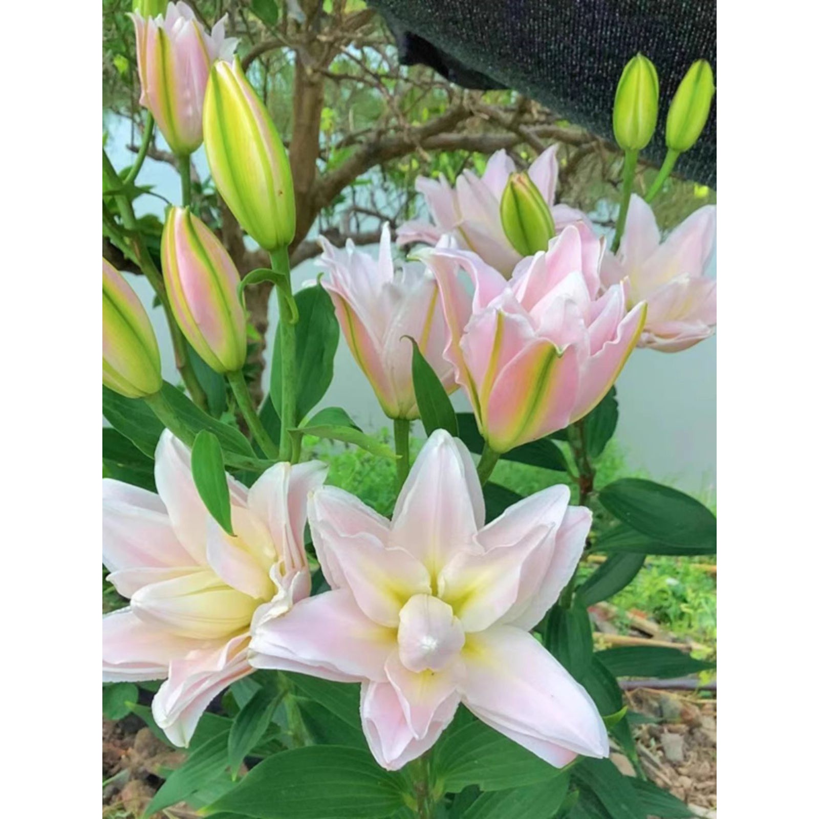 香水百合种球四季开花耐寒阳台室内外进口重瓣百合鲜花种子盆栽花