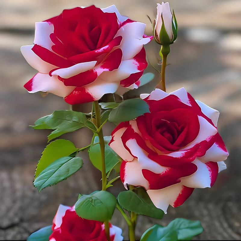 云南耐寒新品种易活库伊拉花卉盆栽玫瑰花苗嫁接绿植大盆栽