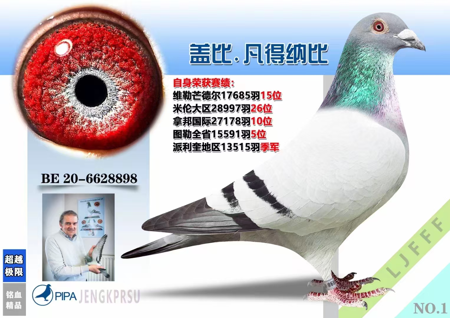 血统种鸽，成绩种鸽，比利时圆环种鸽，公棚获奖种鸽