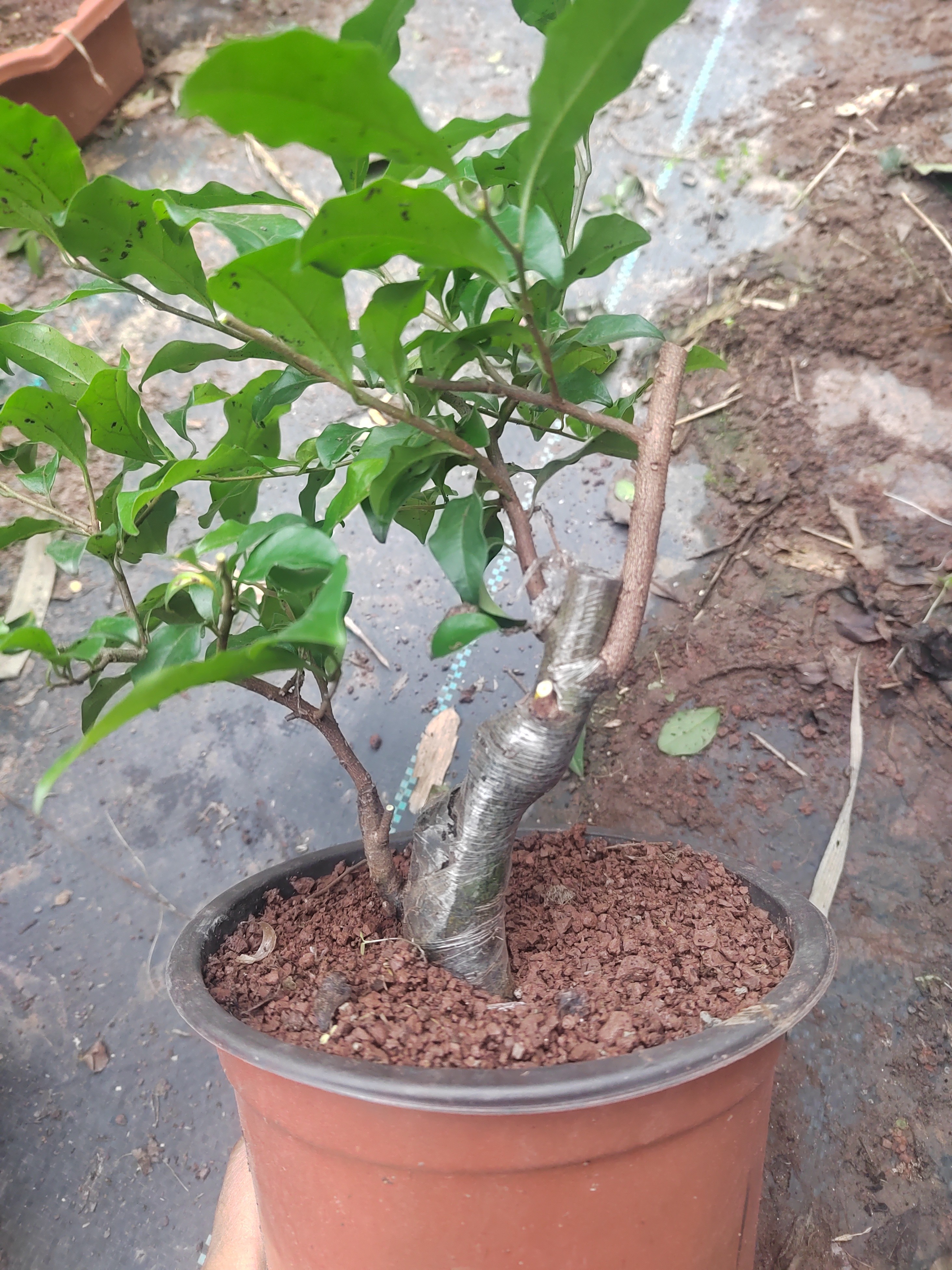 风车车灌木金弹子（偏远地区不包邮／新疆.西藏.内蒙古.东北三省）