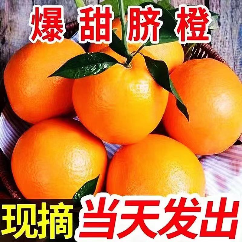正宗纽荷尔脐橙产地现摘现发优选新鲜水果奉节橙子皮薄非赣南脐橙